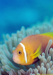 Endemic anemone fish of the Maldives, Amphiprion nigripes. by Anouk Houben 